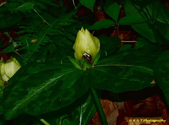{Trillium discolor}